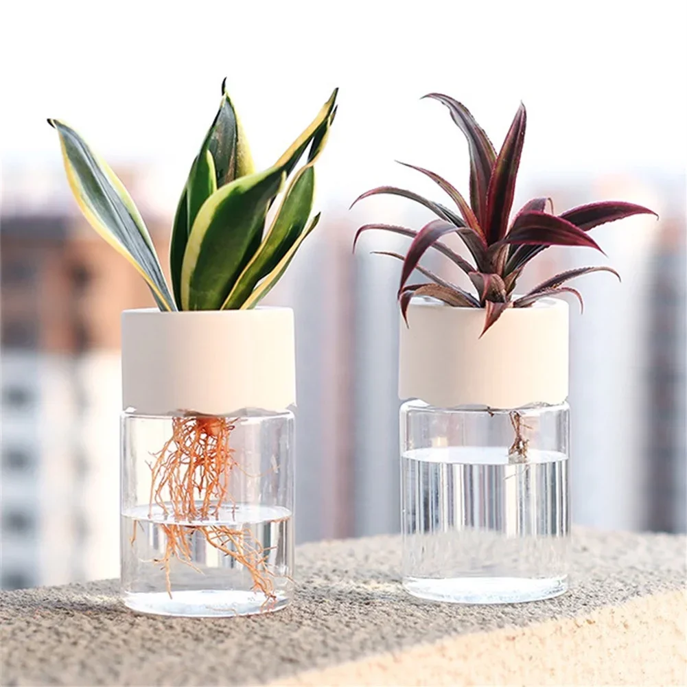 Mini Maceta Hidropónica Transp - Aloe Vera Pot reseña y precio