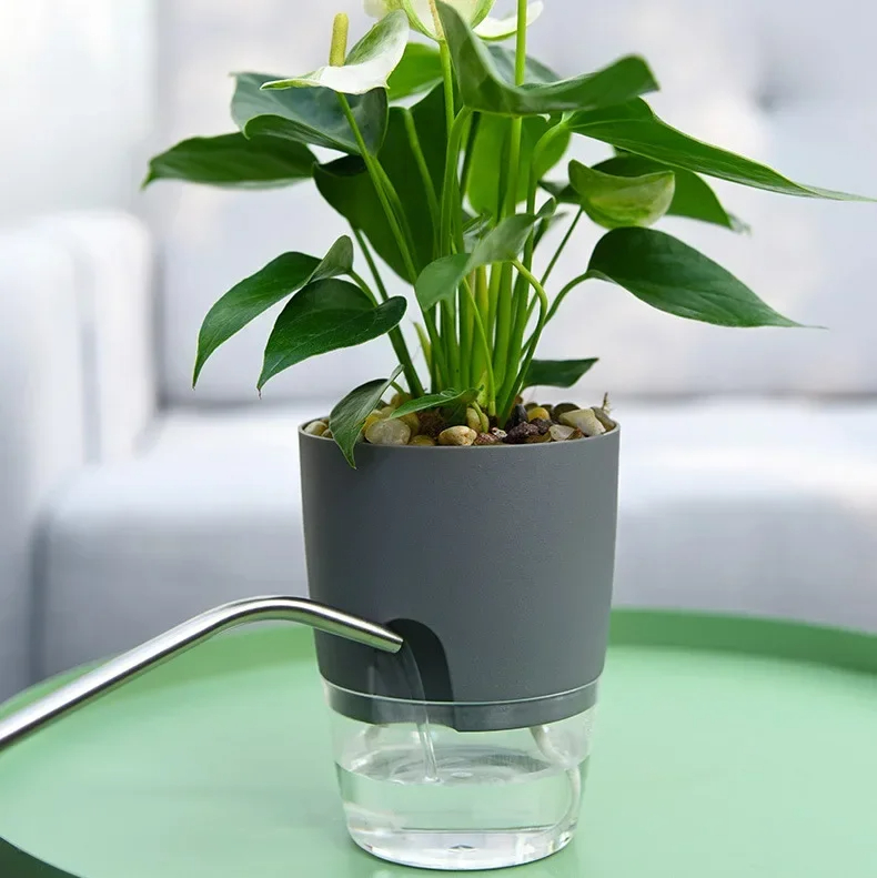 Maceta Transparente de Doble C - Aloe Vera Pot reseña y precio