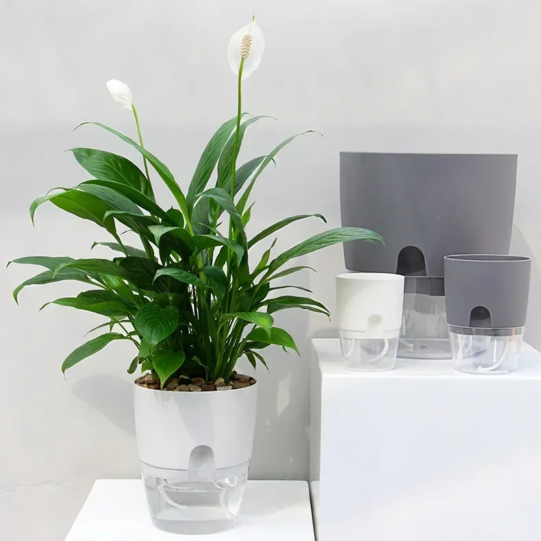 Maceta Transparente de Doble C - Aloe Vera Pot reseña y precio