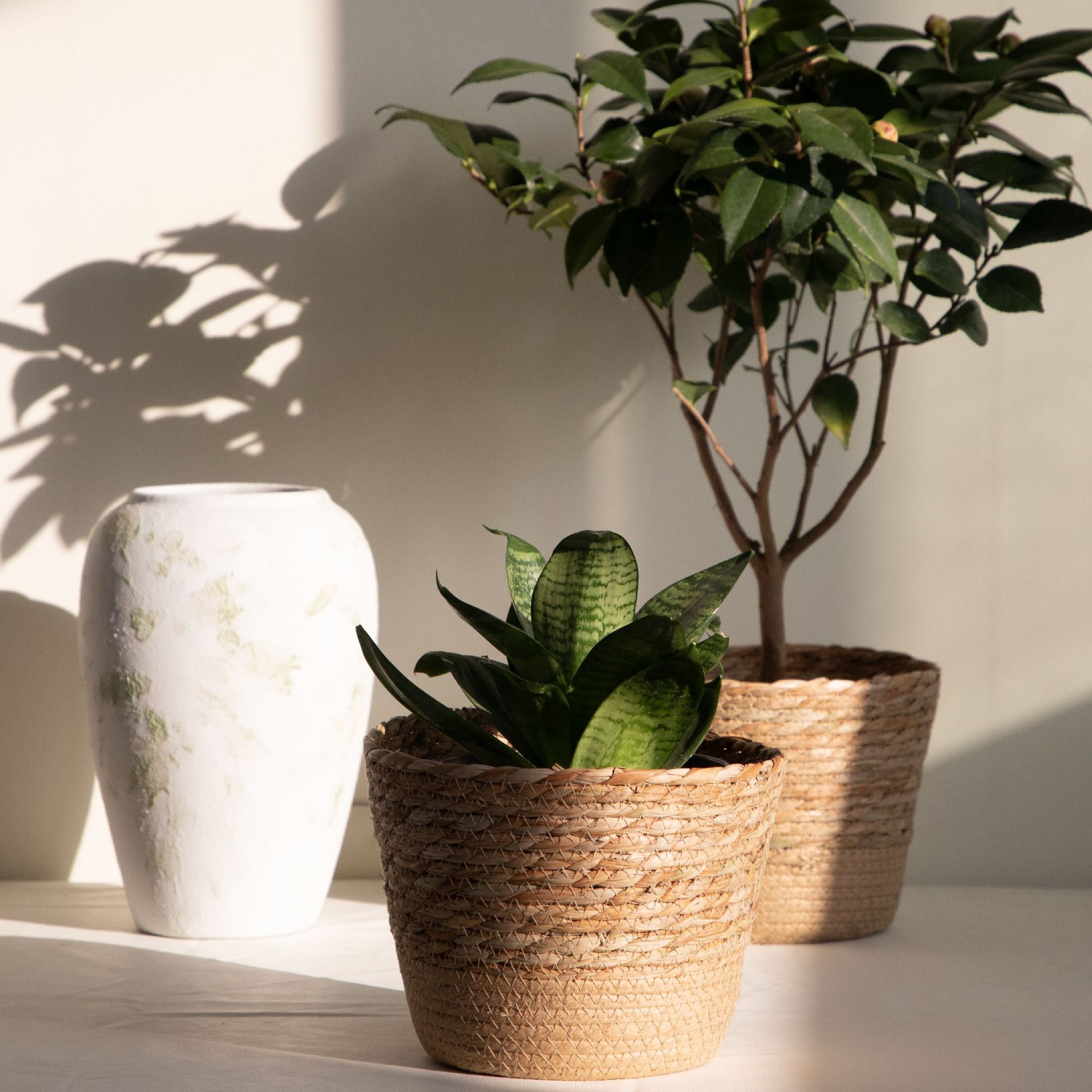 Cesta de Almacenamiento Tejida - Aloe Vera Pot reseña y precio