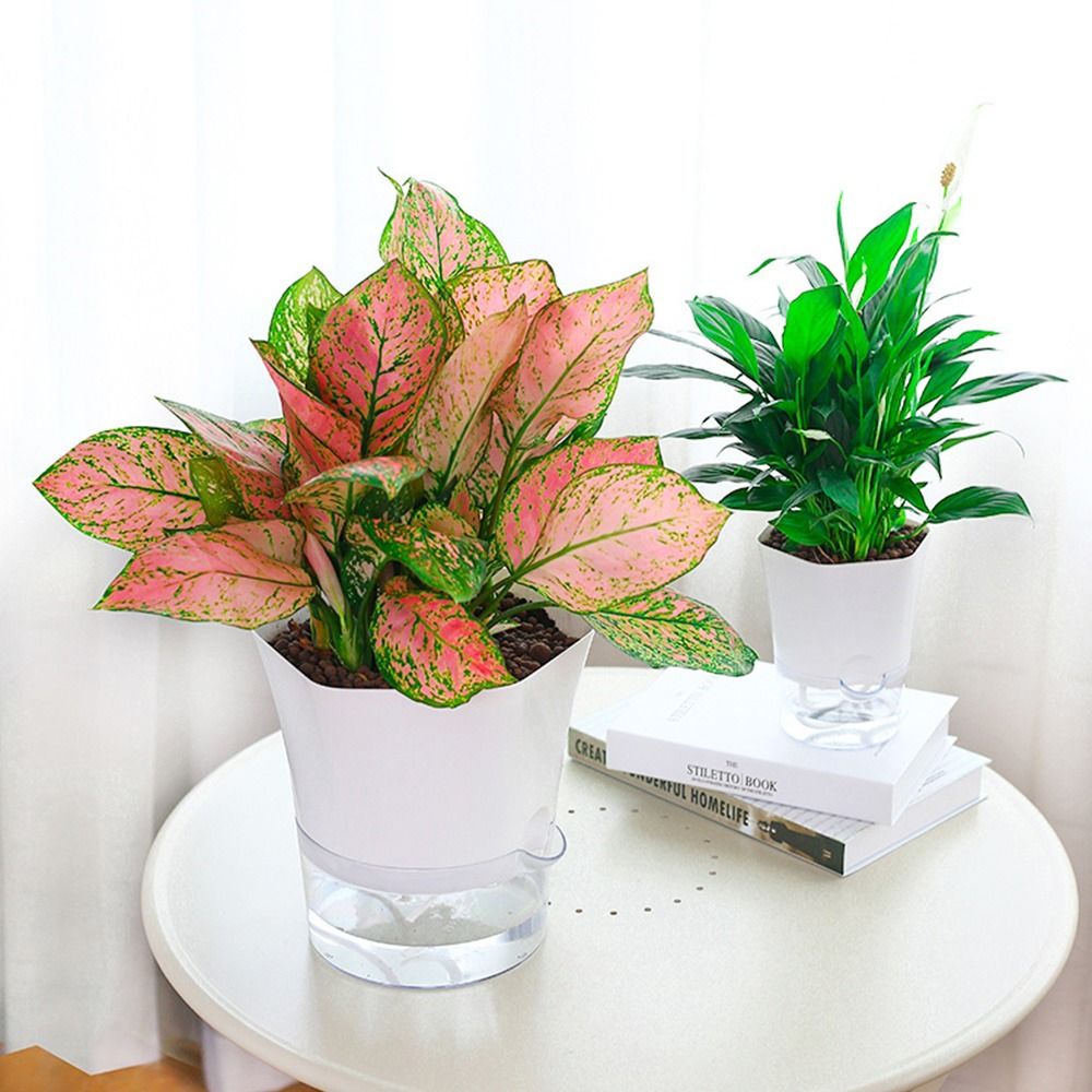 Maceta de plástico transparent - Aloe Vera Pot reseña y precio