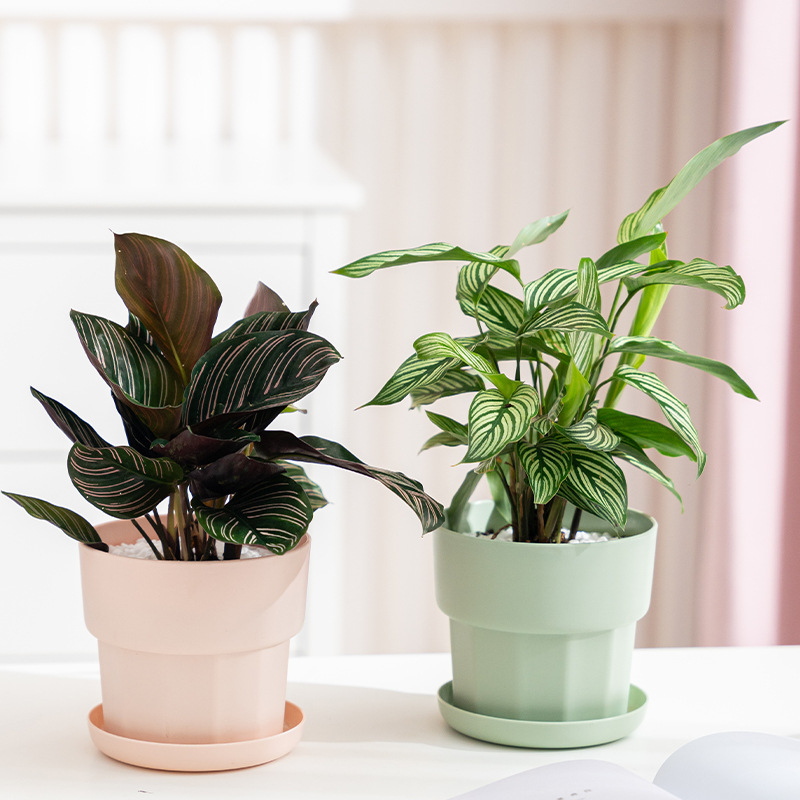 Maceta suculenta de rábano ver - Aloe Vera Pot reseña y precio